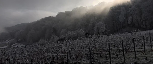 domaine viticole à Verzenay près de Reims dans la Marne 51