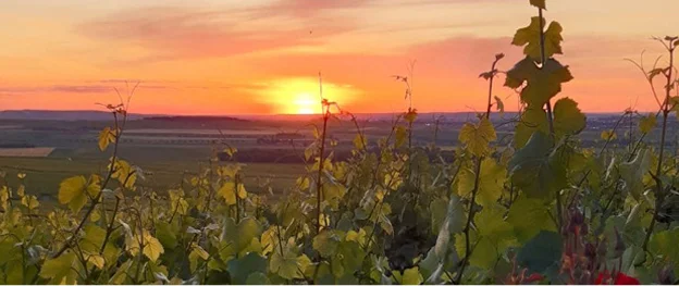 vignoble à Verzenay près de Reims dans la Marne 51